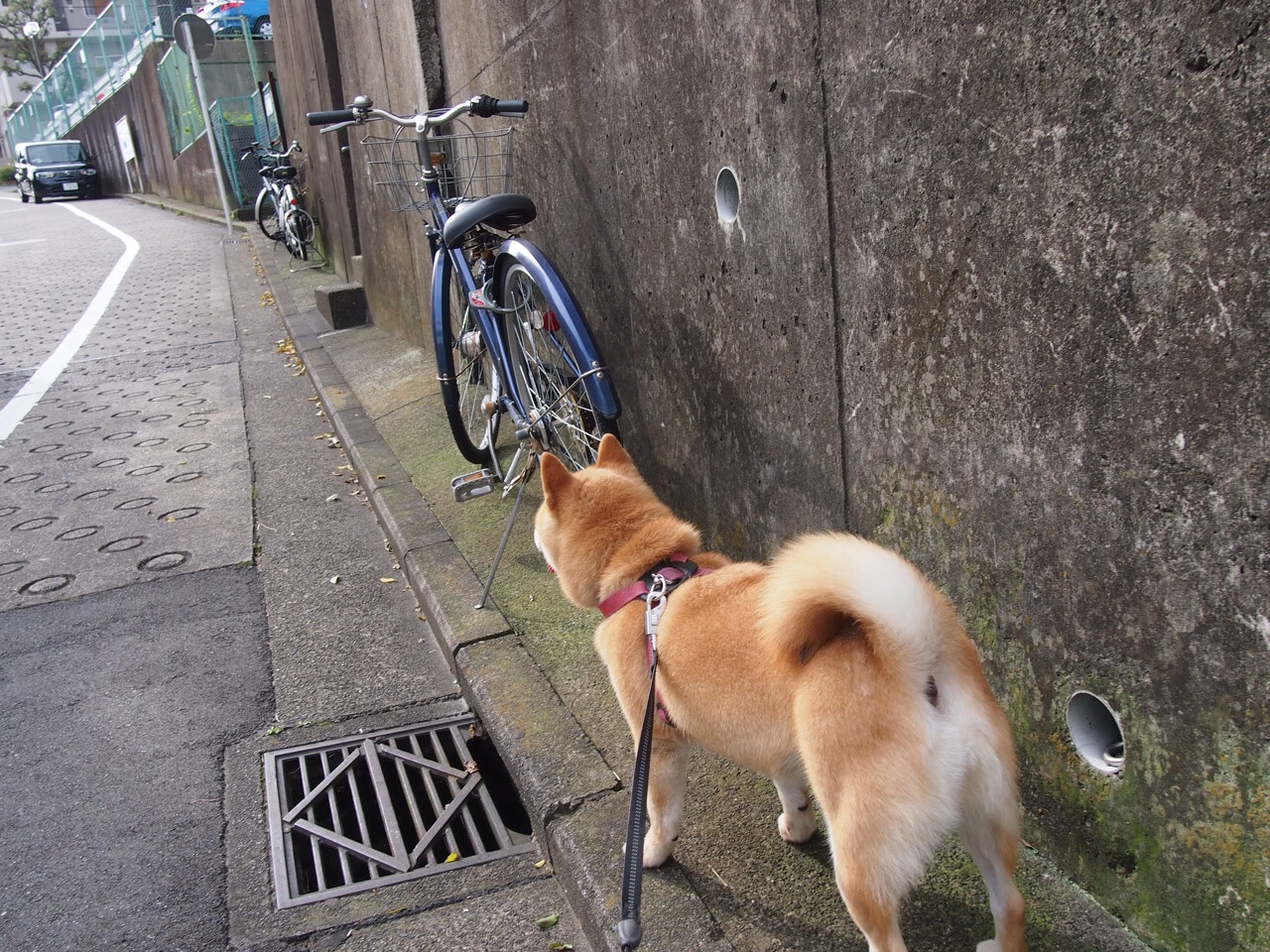 九游娱乐官网 (jiuyou)-英超联赛引入外籍教练新风潮,英超外籍球员规定